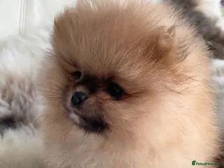 Pomeranian dogs OUTSTANDING SHOW TYPE ORANGE BOY AVAILABLE - Advert 1