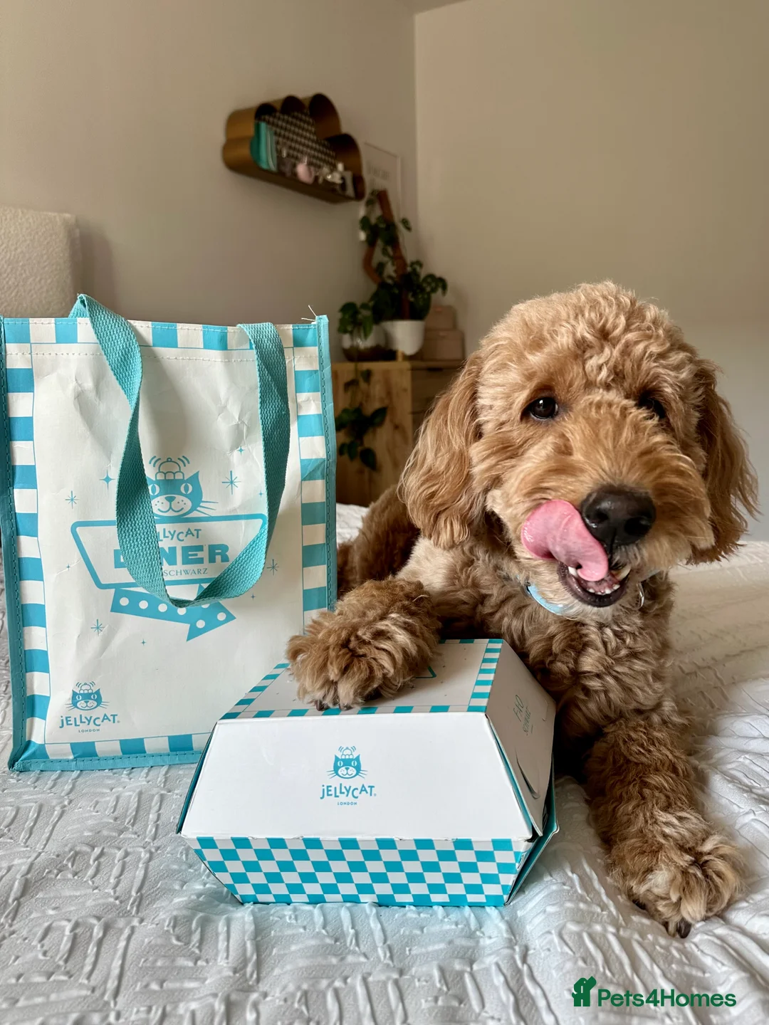 Goldendoodle dogs for stud: Proven Miniature Goldendoodle Stud – Noah 🐾 in London - Advert 11