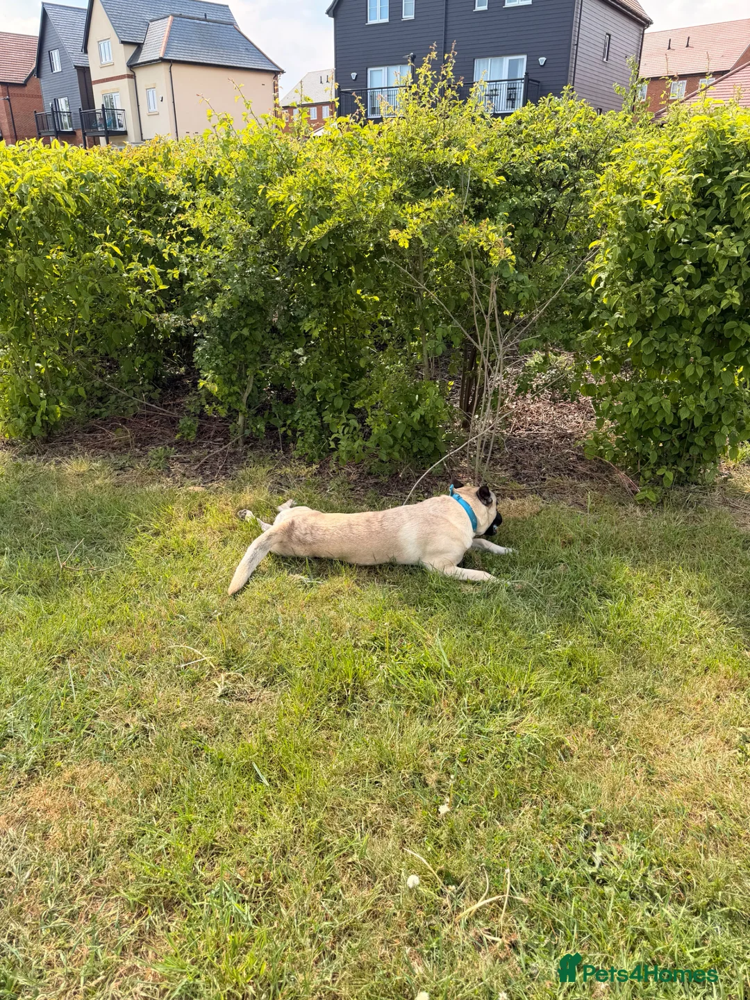 Mixed Breed dogs for sale: ZEUS - 1yr old German Shepherd staffy mix  in Bracknell - Advert 5