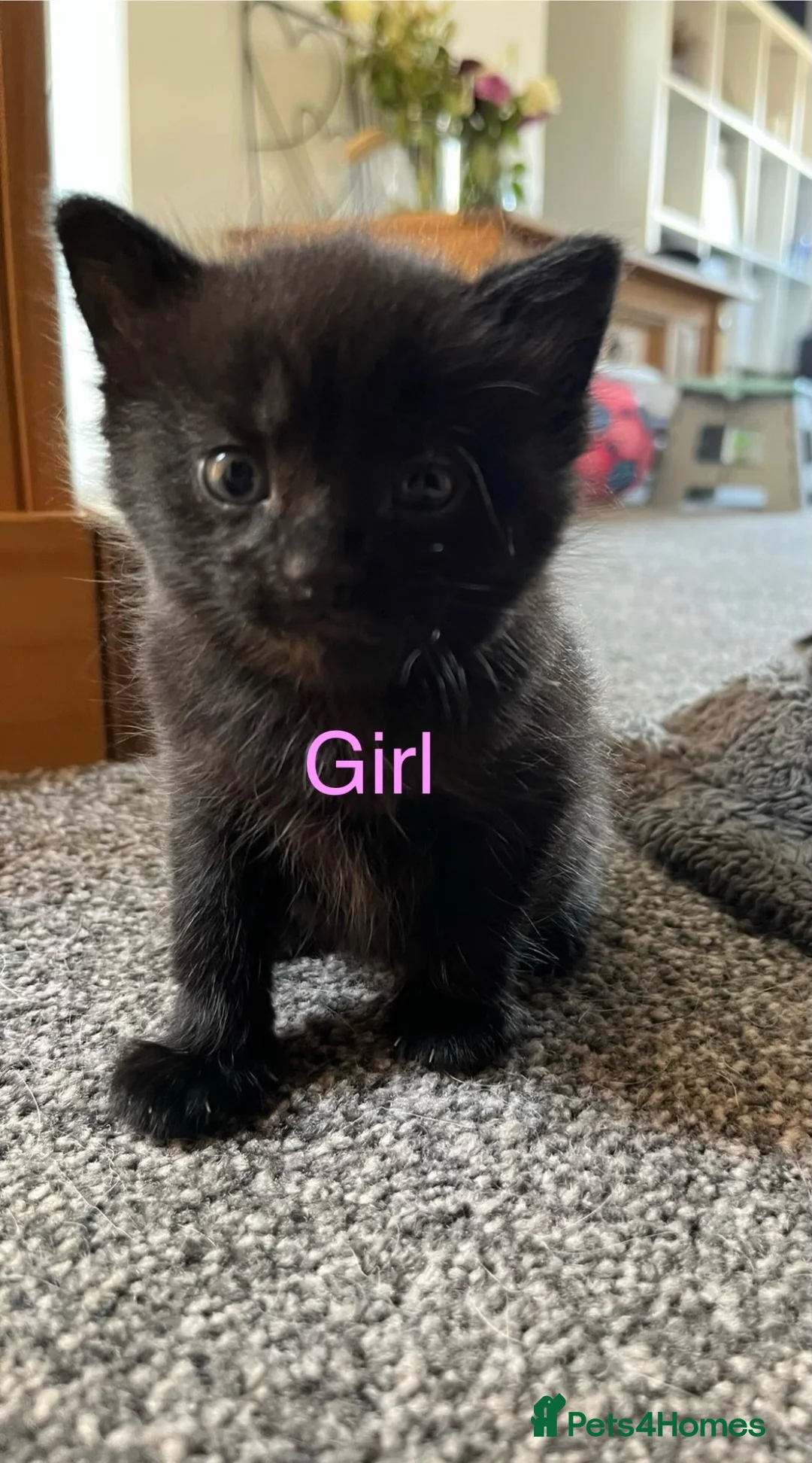 Mixed Breed cats for sale: Extremely cute kittens for sale  - Advert 5