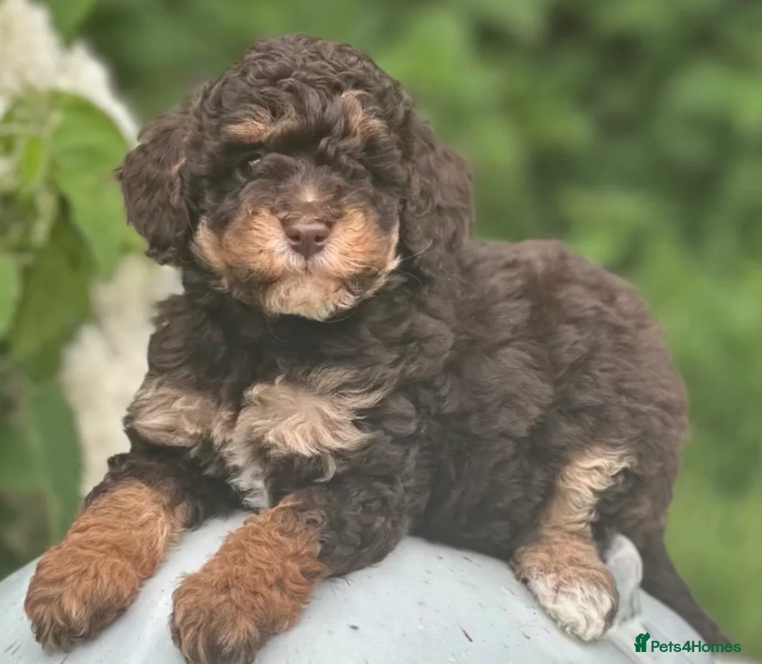 Miniature Poodle dogs for stud: Stunning mini poodle chocolate phantom  - Advert 10