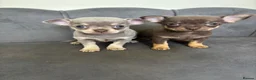 Chihuahua dogs for sale: Lilac KC Reg Chihuahua Stud  - Advert 14