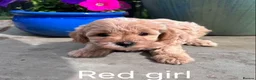 Maltipoo dogs for sale: Stunning Maltipoo Puppies – Health Checked Parents - Advert 5