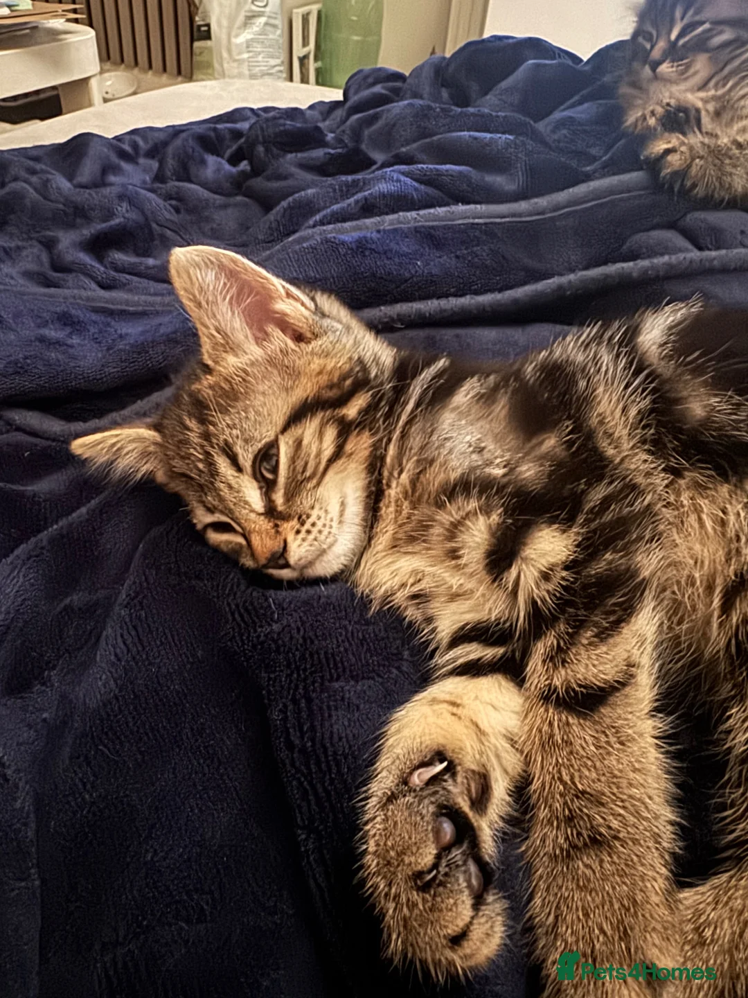 Mixed Breed cats for sale: Ready to go beautiful female kitten ❤️ - Advert 2