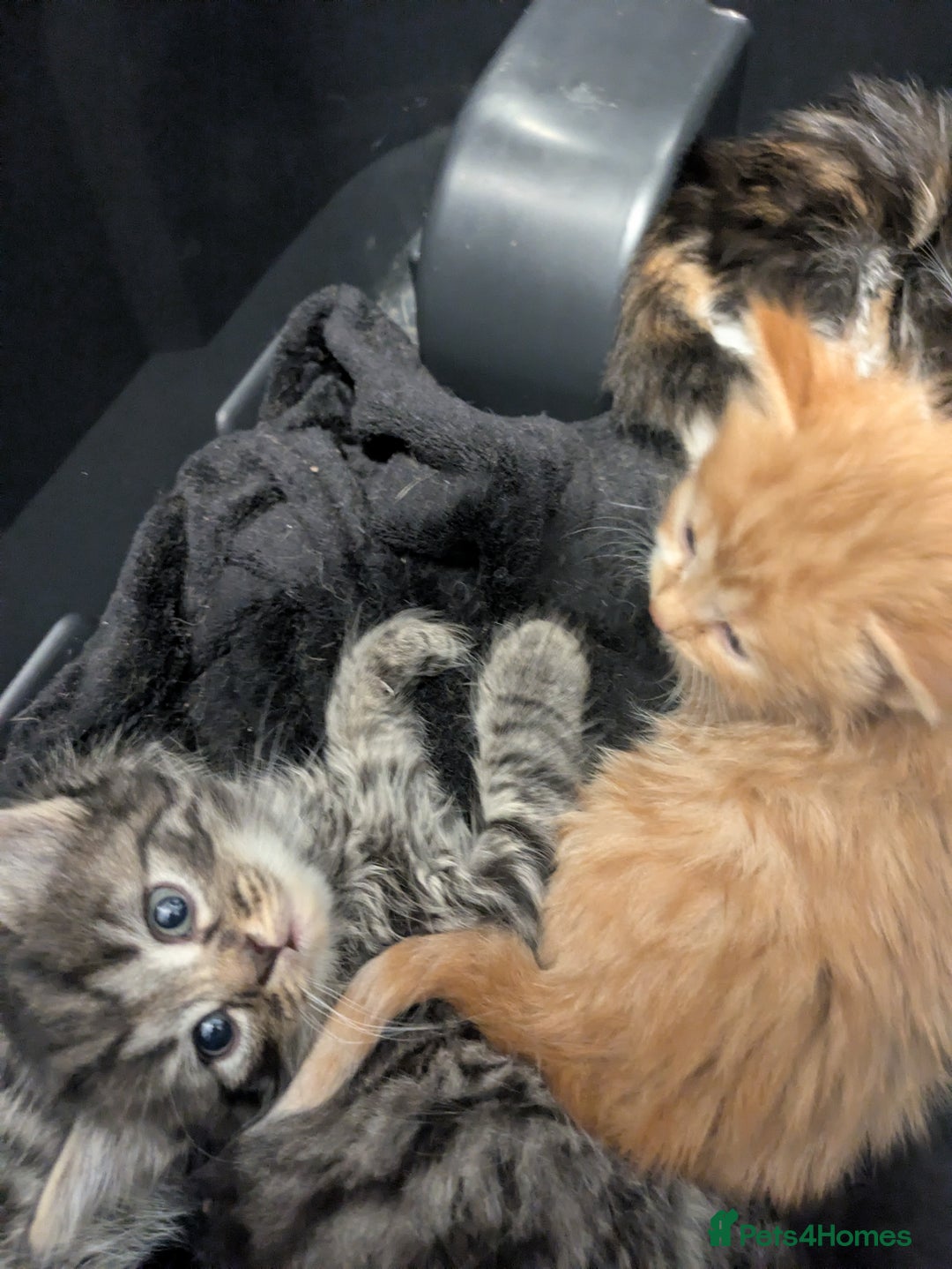 Mixed Breed cats for sale: Adorable kittens looking for a forever home - Image 7