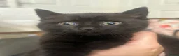 British Shorthair cats for sale: Ready now chunky black girl BSH kitten available  - Advert 5