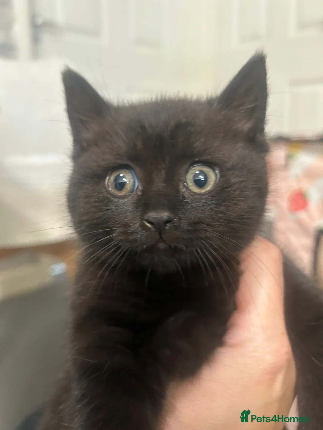 British Shorthair cats for sale: Ready now chunky black girl BSH kitten available  - Advert 5