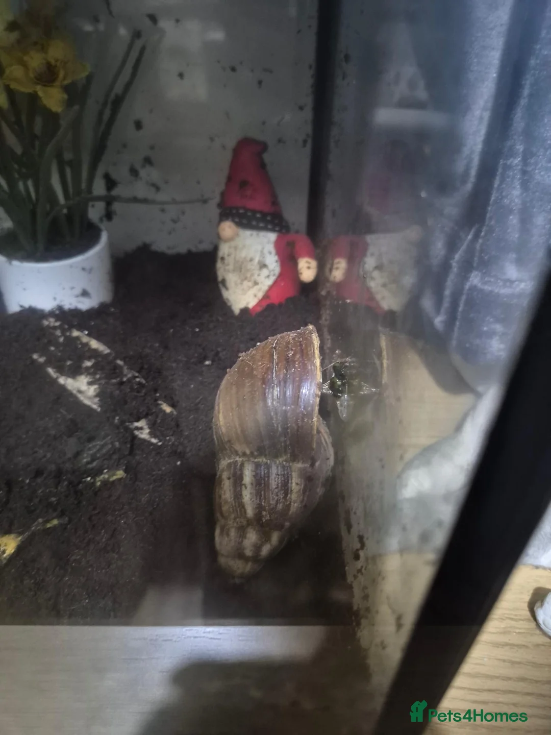 Snails invertebrates for sale: Giant African snails in Northampton - Advert 7