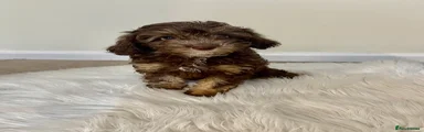 Cavapoo 3