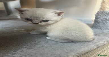 British Shorthair cats - Advert 14