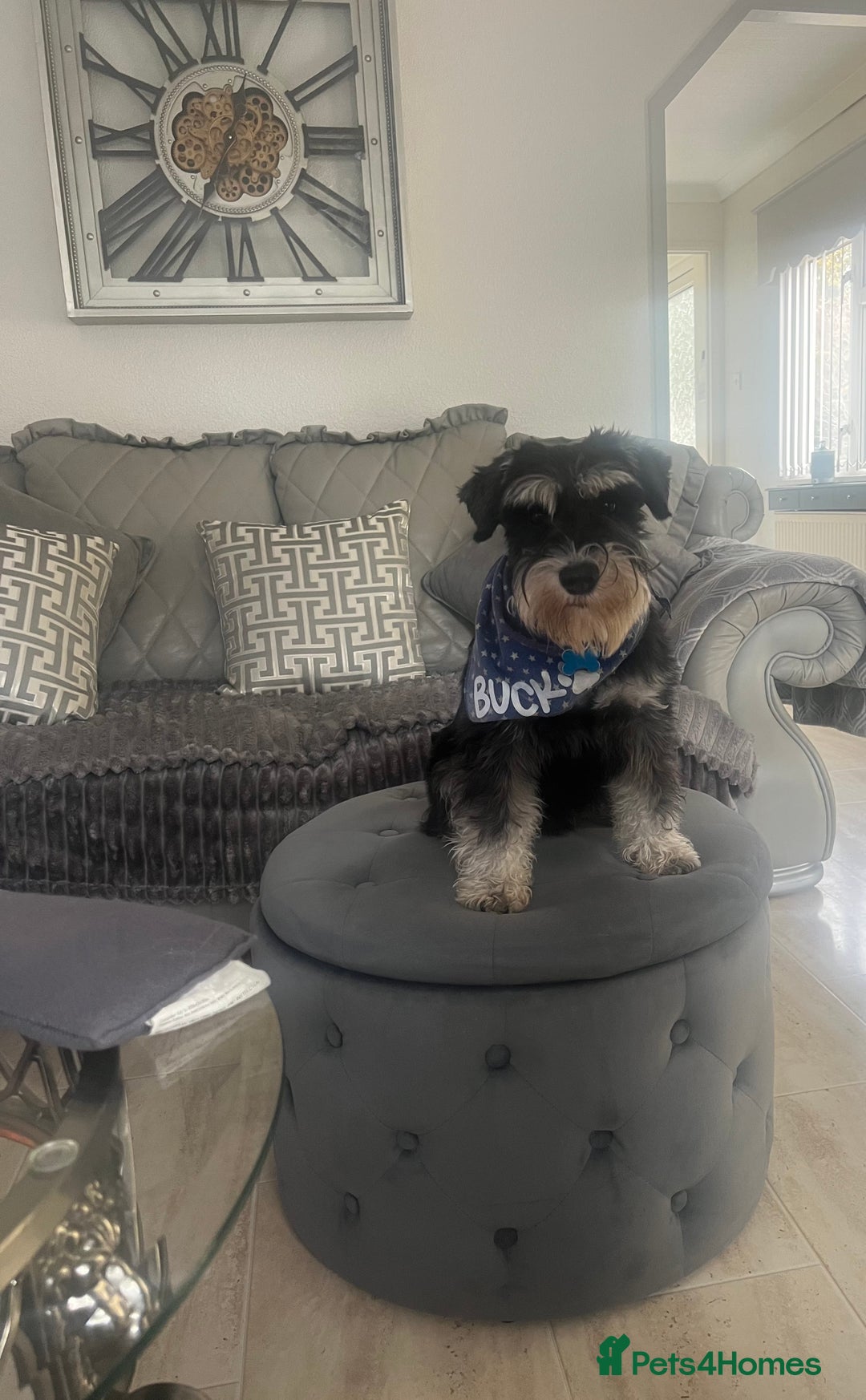 Miniature Schnauzer dogs for stud: 🐾🌟Miniature Schnauzer Stunning Stud 🌟🐾 - Advert 1