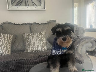 Miniature Schnauzer dogs - Advert 1