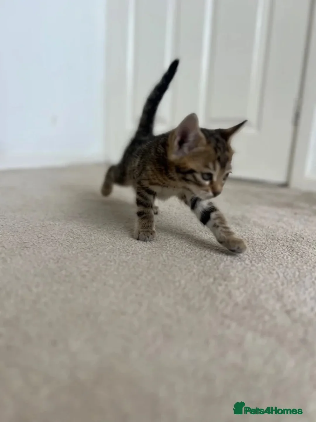 Bengal cats for sale: Ready to leave now  - Advert 20