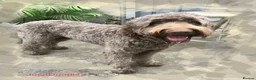 Labradoodle dogs for stud: JucaDoodles Rafael in Sheffield - Advert 2