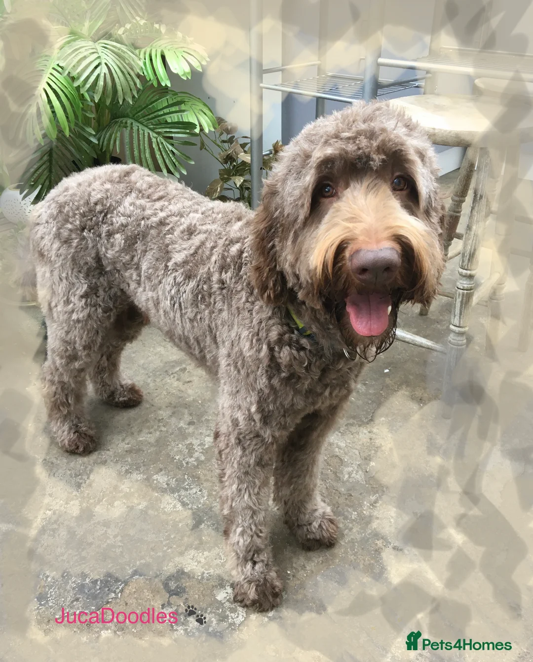 Labradoodle dogs for stud: JucaDoodles Rafael in Sheffield - Advert 2