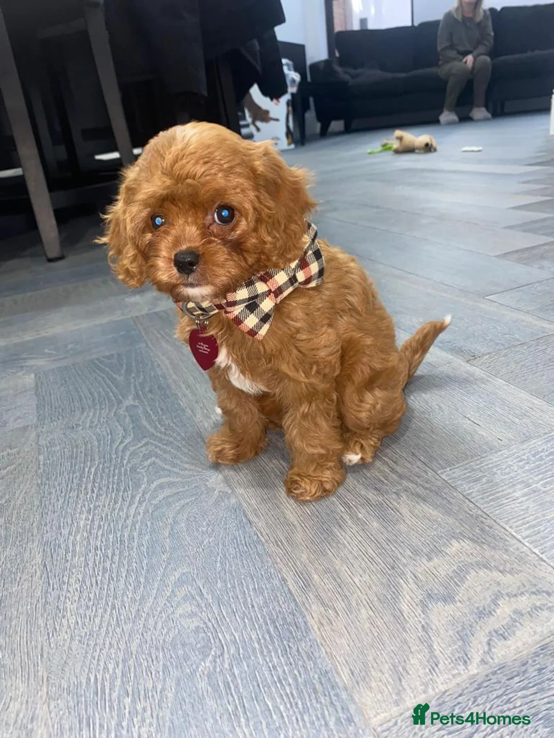 Gallery Image {{count}}