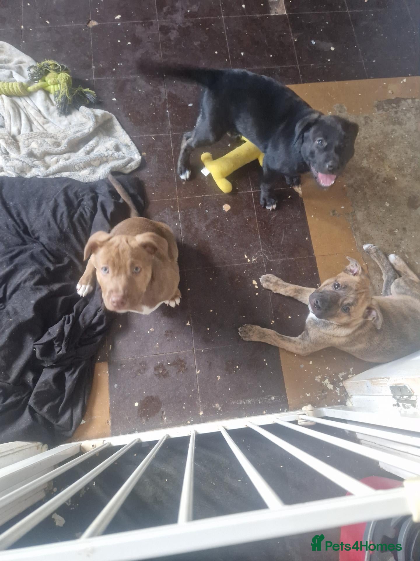 Mixed Breed dogs AVALIABLE husky cross staff  - Advert 18