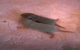 Rat rodents for sale: 🐭✨ Baby Dumbo Rats Looking for Forever Homes  - Image 4