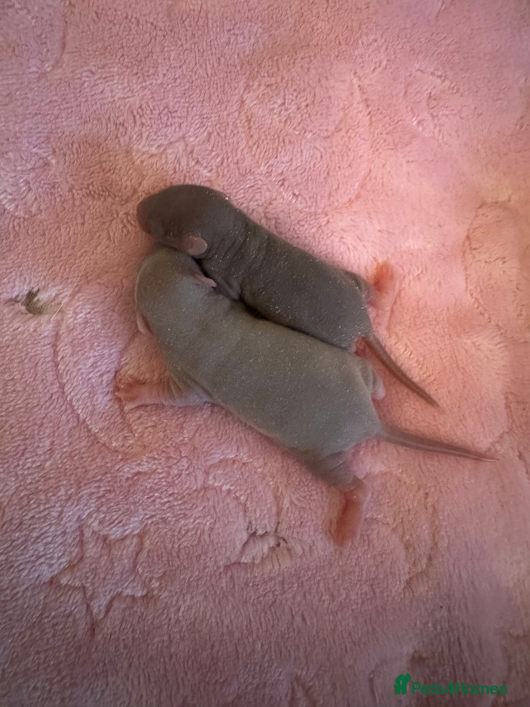 Rat rodents for sale: 🐭✨ Baby Dumbo Rats Looking for Forever Homes  - Image 4