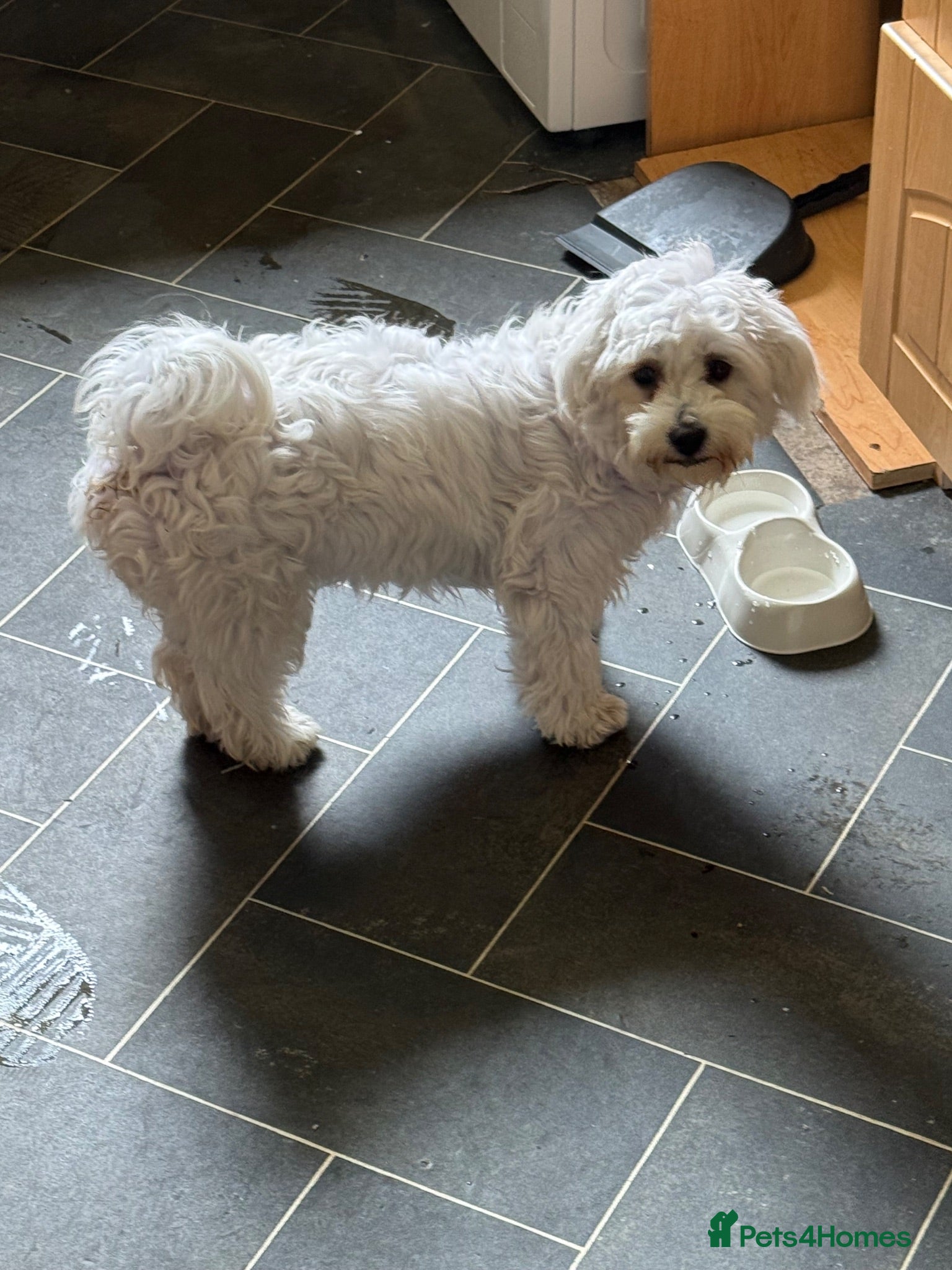 Bichon Frise dogs Bichon - Advert 2