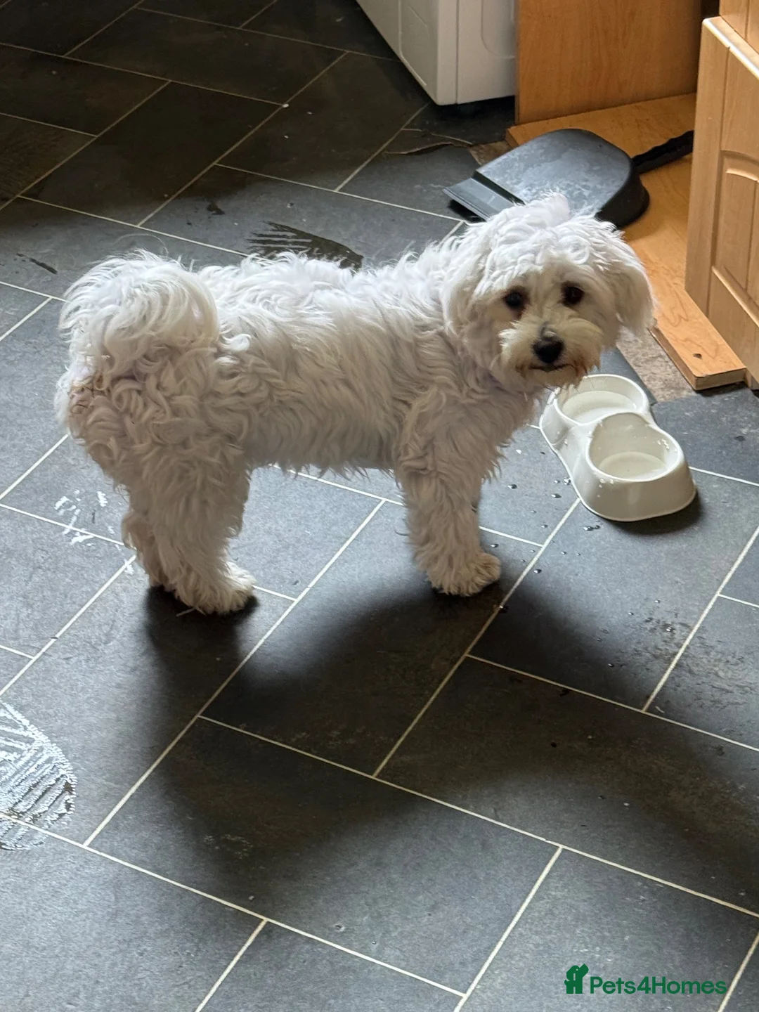Bichon Frise dogs for sale: Bichon in Glasgow - Advert 1