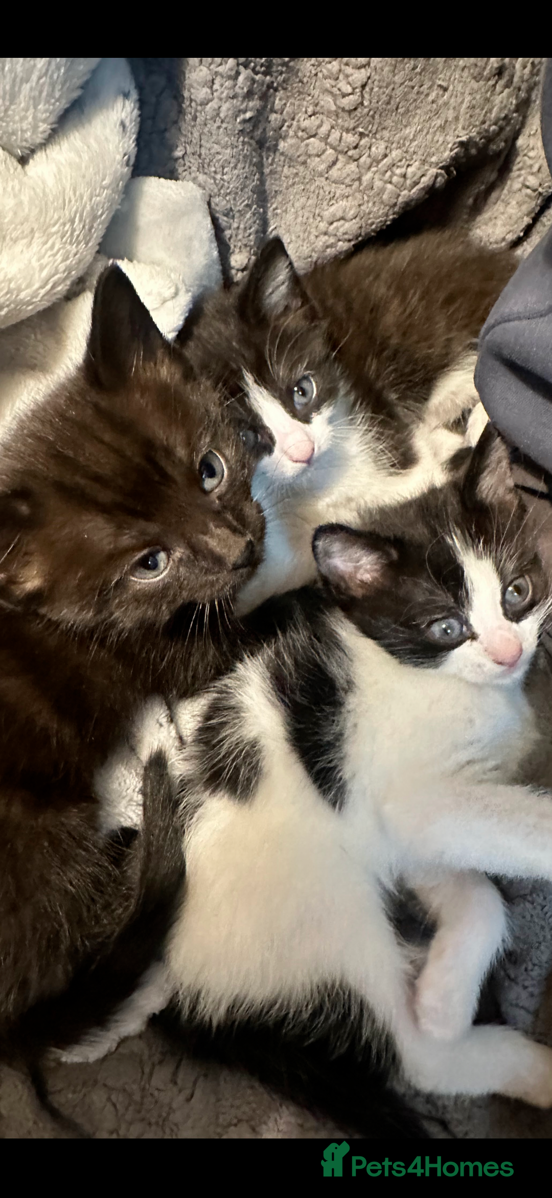 Mixed Breed cats for sale: Adorable Black & B/W Kittens Need Loving Homes - Advert 2