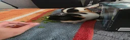 Guinea Pig rodents for sale: Looking for a Loving Home for Two Guinea Pigs - Advert 4
