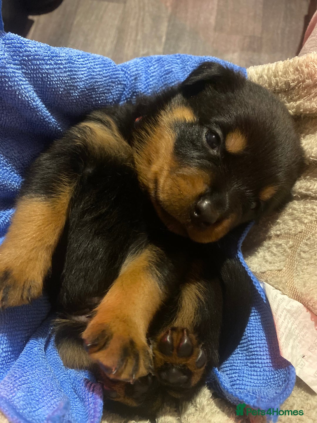 Rottweiler dogs for sale: Hulk and Ruby Rottweiler puppies  - Advert 10