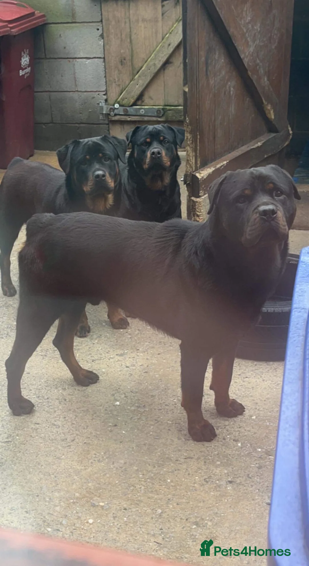 Rottweiler dogs for sale: BEAUTIFUL ROTTWEILER PUPPIES - Advert 27