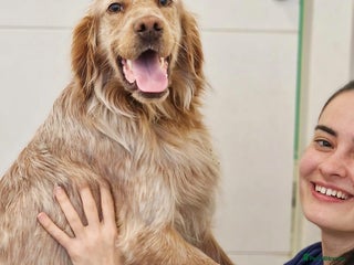 English Setter dogs Canelo - Advert 16