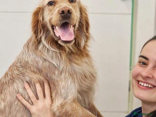 English Setter dogs Canelo - Advert 2