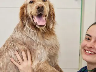 English Setter dogs Canelo - Advert 2