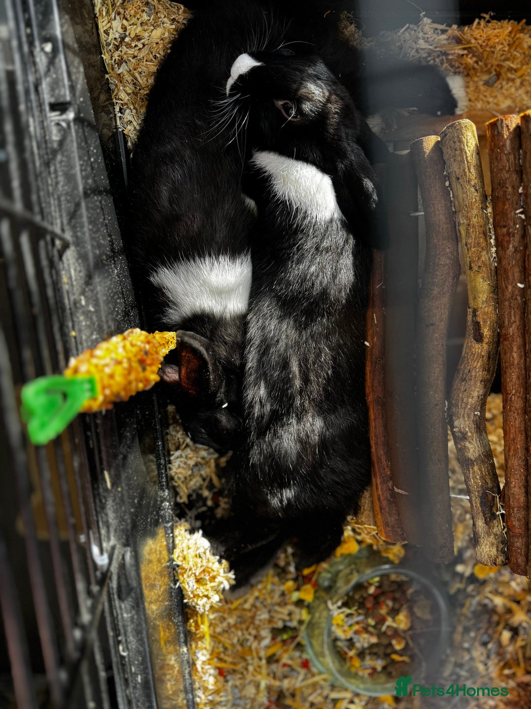 Dutch rabbits for sale: 2 indoor Dutch house rabbits  - Advert 6