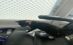 Mixed Breed cats for sale: Kitten for sale  - Image 2