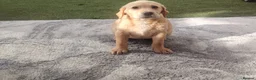Labrador Retriever dogs for sale: Labrador puppies for sale - Advert 12
