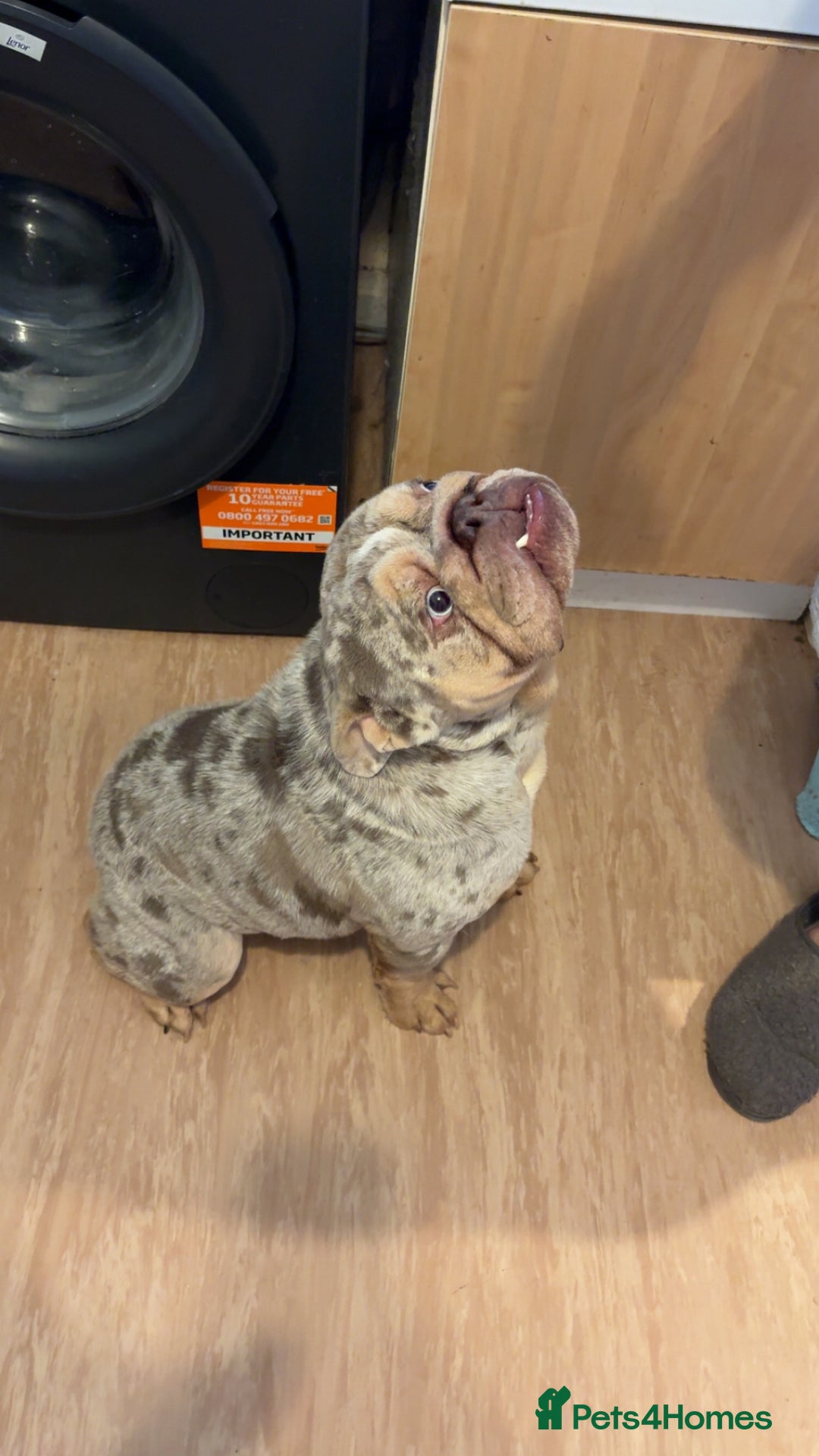 English Bulldog dogs for sale: Male English bulldog  - Advert 4