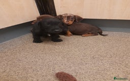 Miniature Dachshund dogs for sale: Miniture dashounds wire hair  - Image 13