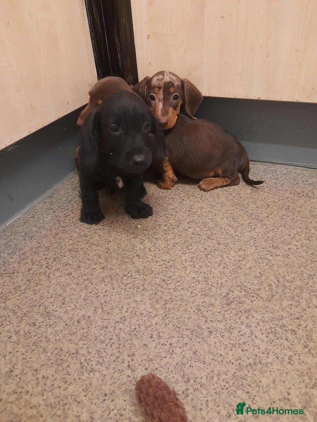 Miniature Dachshund dogs for sale: Miniture dashounds wire hair  - Image 13