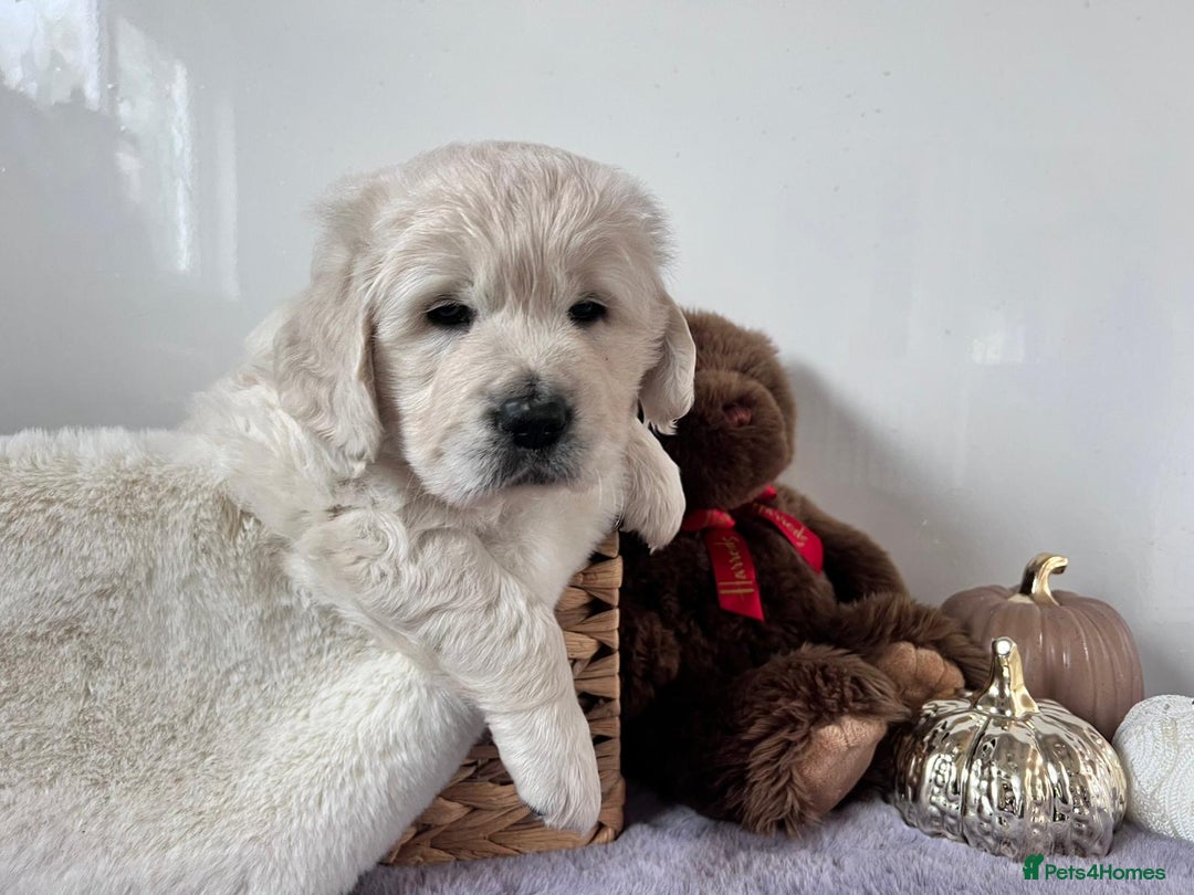 Golden Retriever dogs for sale: Golden retriever puppy's  - Image 6