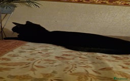 British Shorthair cats for sale: 2 beautiful black and white girls - Image 3