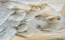 Ragdoll cats for sale: Stunning TICA reg Flame/Cream Boy - Image 23