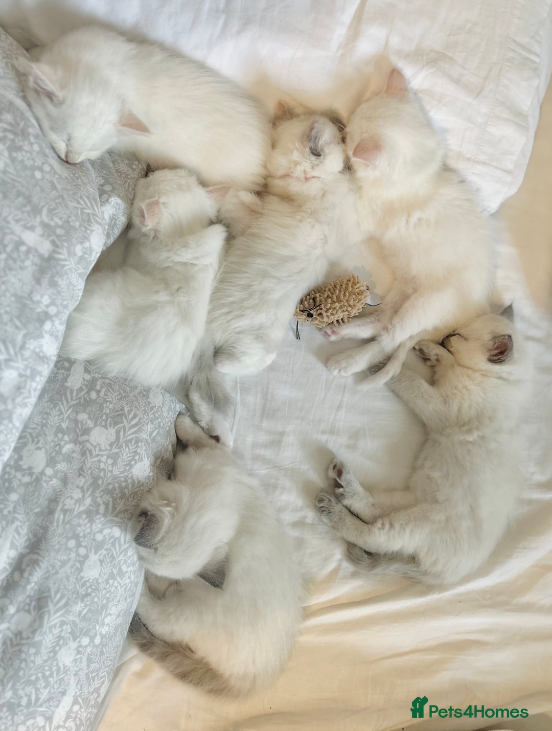Ragdoll cats for sale: Stunning TICA reg Flame/Cream Boy - Image 23
