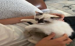 Ragdoll cats for sale: Ragdoll, beautiful little girl  - Image 3