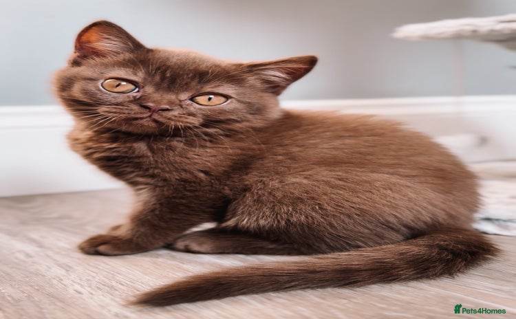 British Shorthair cats - Advert 14