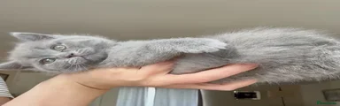 British Shorthair 2