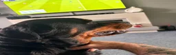 Rottweiler dogs for sale: World champion bloodlines 1 girl available  - Advert 14