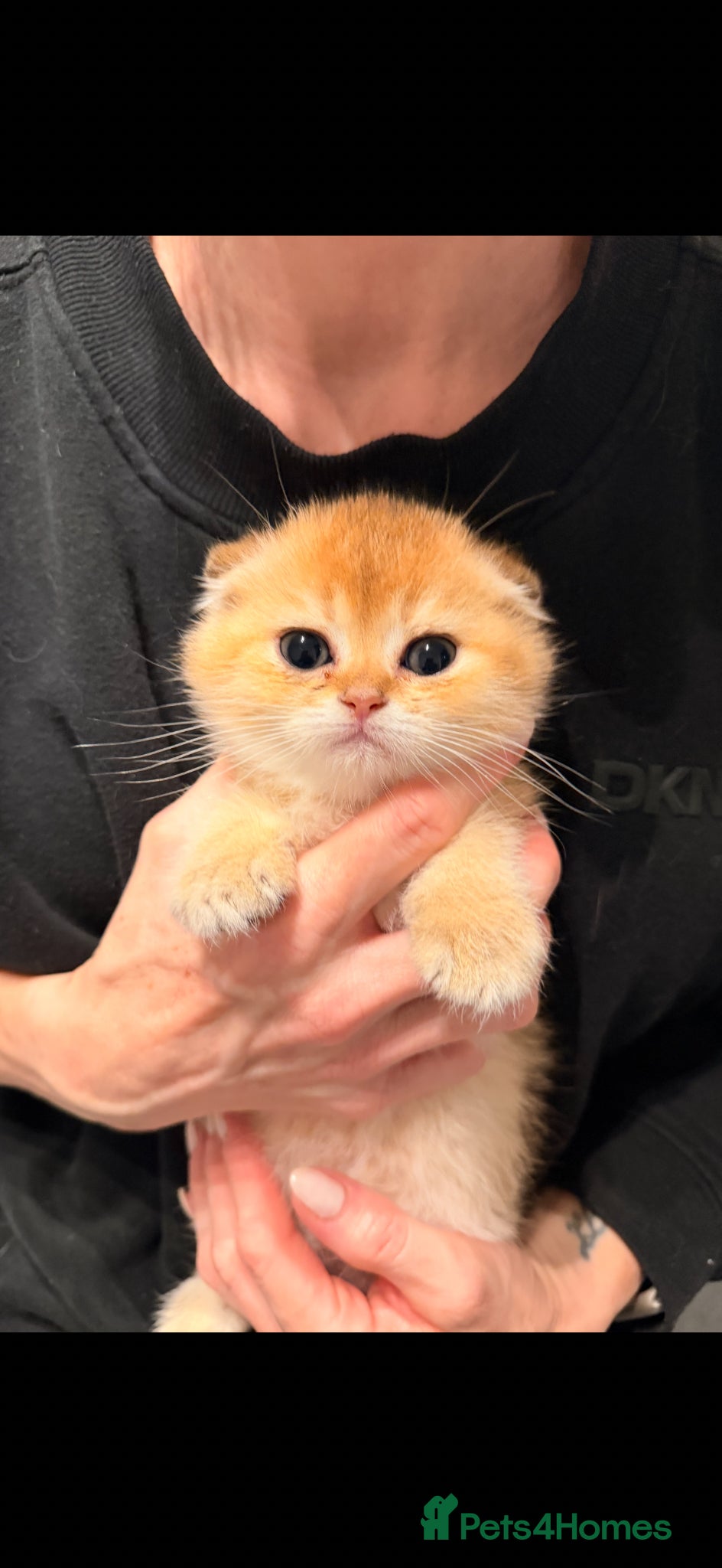 Scottish Fold cats for sale: purebred Scottish Fold kittens - Advert 1