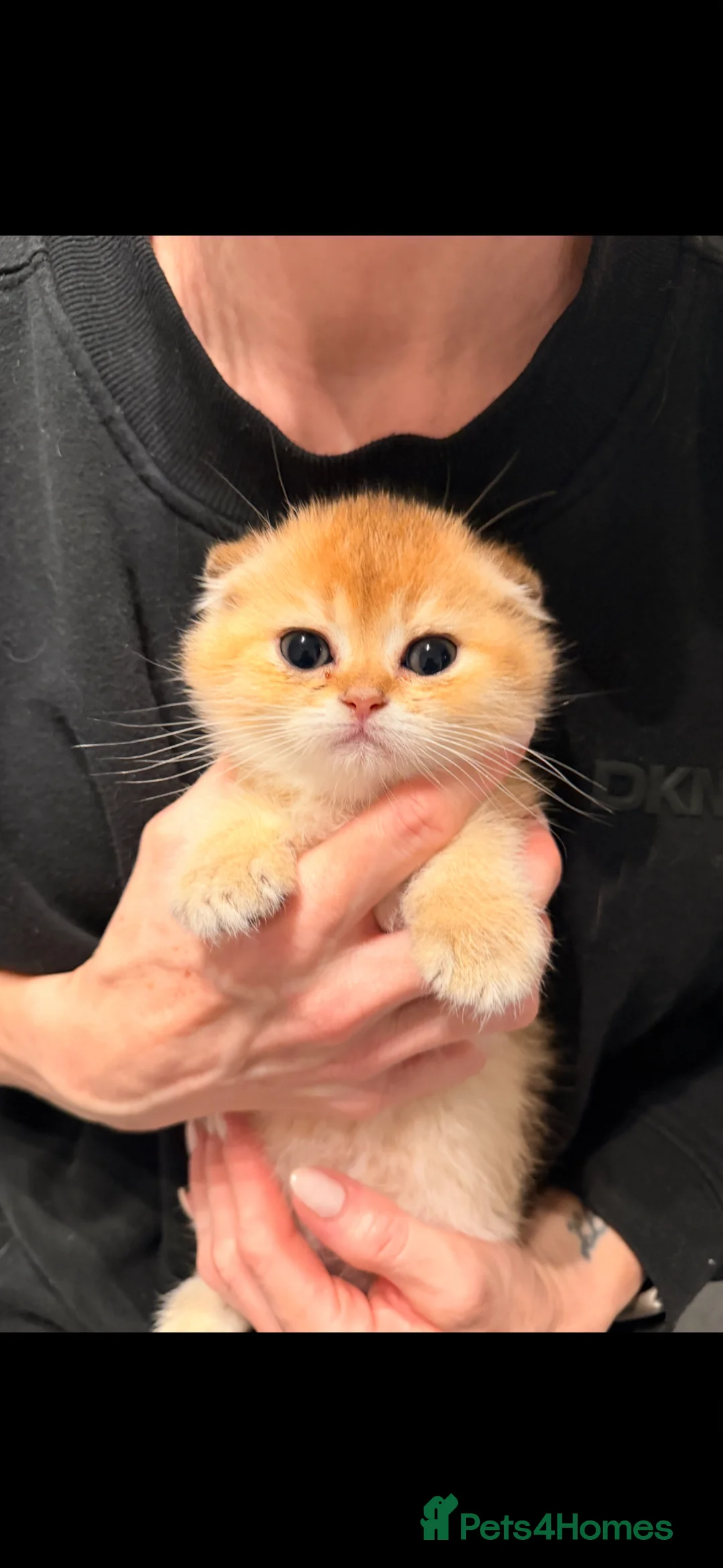 Scottish Fold cats for sale: purebred Scottish Fold kittens - Advert 1