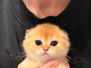 Scottish Fold cats for sale: purebred Scottish Fold kittens - Advert 1