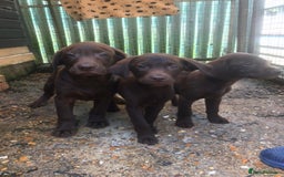 Labrador Retriever dogs for sale: Chocolate labrador puppies - Image 5